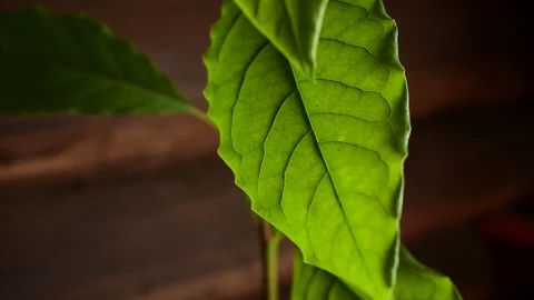 Avocado leaf close up Video stock 116602480