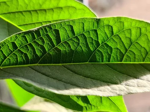 An avocado leaf in a close up Foto stock