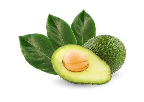 Avocado leaf isolated on a white background. Stock Photos