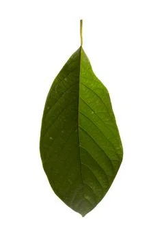 Avocado leaf isolated on white background. Branch of avocado tree. Stock Photos