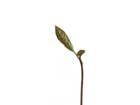 Avocado leaf isolated on white background. Avocado plant Stockfoto's
