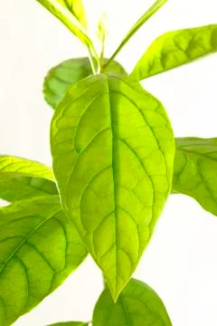 Avocado leaf Stock Photos