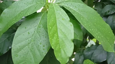 Avocado Leaves After Rain in Soft Focus Stock Footage 329141770