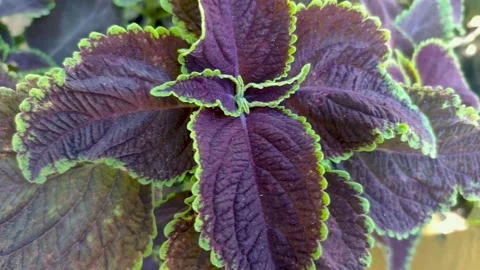 Avocado leaves Stock Footage 225378296