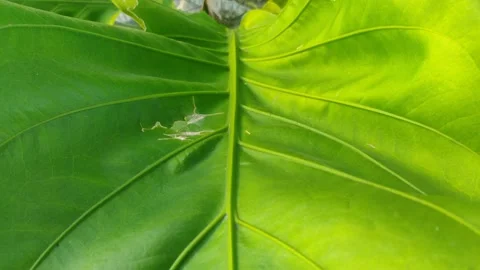 Avocado leaves Stock Footage 225378437