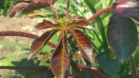 Avocado leaves Stock Footage 225378641