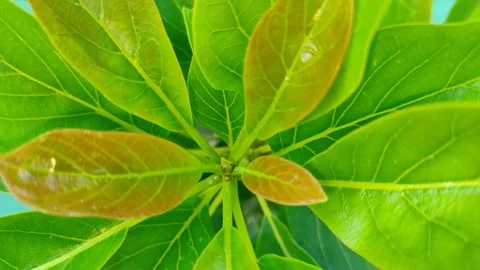Avocado leaves Stock Footage 225378743