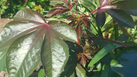 Avocado leaves Stock Footage 225378744
