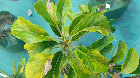 Avocado leaves Stock Footage 225378978
