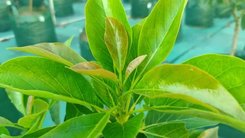Avocado leaves Stockbeeldmateriaal 225379440