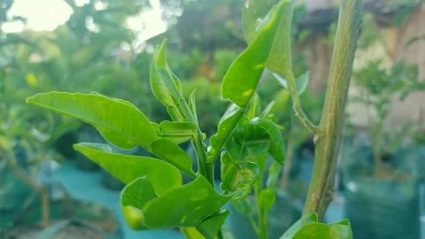 Avocado leaves Stock Footage 225379821