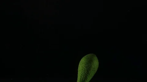 Avocado in the liquid on dark background Stock Footage
