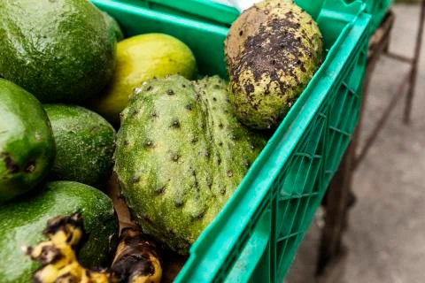 Avocado in the mountains of Jamaica Stock Photos