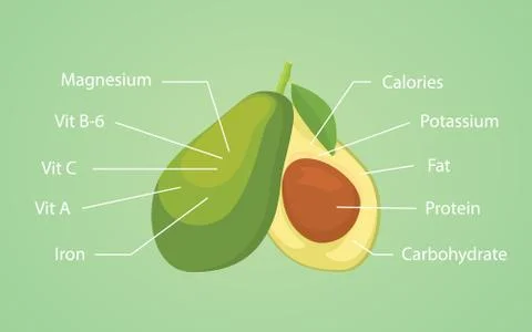 Avocado nutrition nutrient vector graphic Illustrazione stock