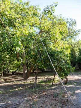Avocado Orchard with Fruit-Laden Trees Foto stock