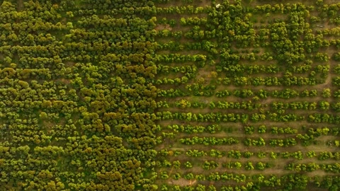 Avocado Orchard Row Pattern Michoacan Mexico Stock Footage 332500560