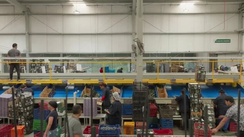 Avocado Packing Facility With Workers and Conveyor Systems Stock Footage 339975847