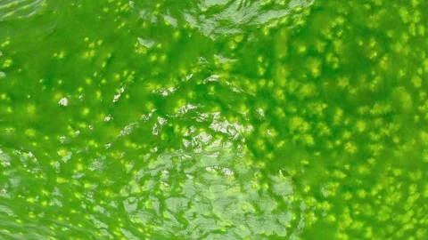 Avocado peel close-up Stock-Footage 165898956