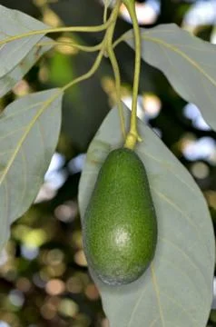 Avocado Stock Photos