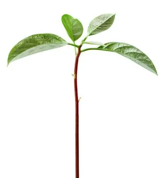 Avocado Stock Photos