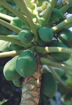 Avocado Stock Photos