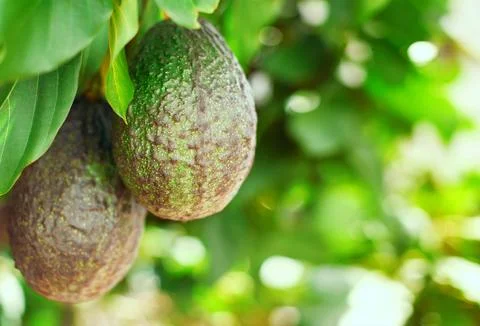 Avocado Stock Photos