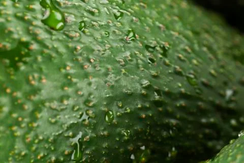 Avocado Stock Photos