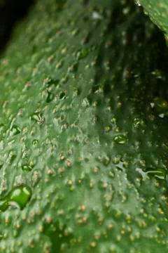 Avocado Stock Photos
