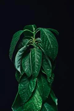 Avocado Stock Photos