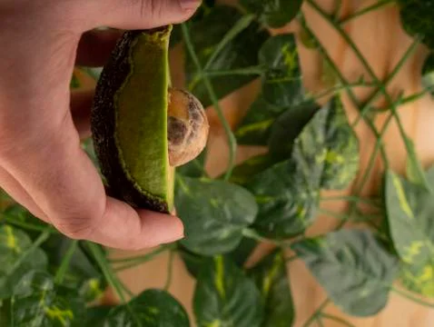 Avocado Stock Photos