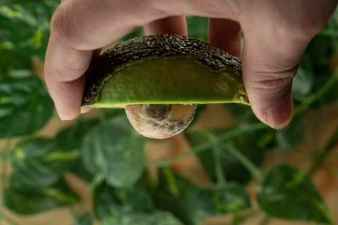 Avocado Stock Photos