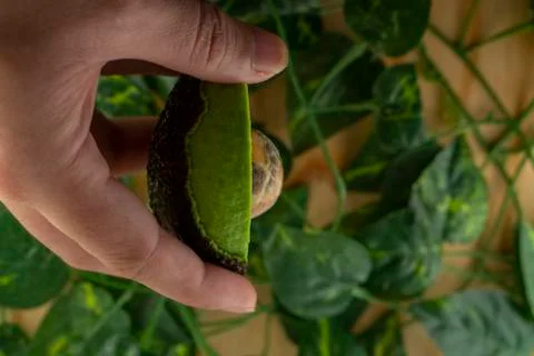 Avocado Stock Photos