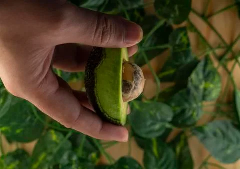 Avocado Stock Photos