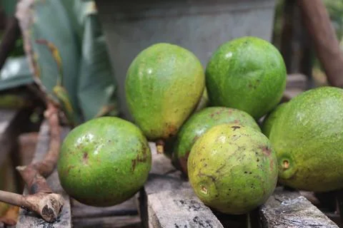 Avocado Stock Photos