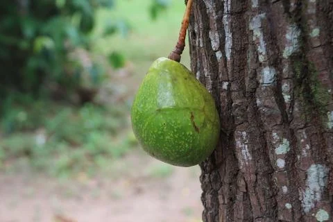 Avocado Stock Photos