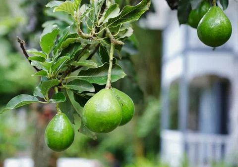 Avocado Stock Photos