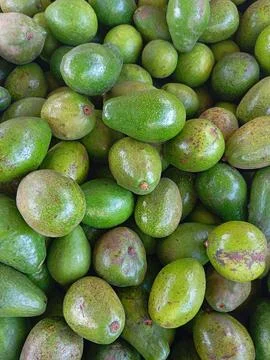 Avocado 库存照片