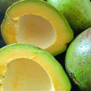 Avocado Stock Photos