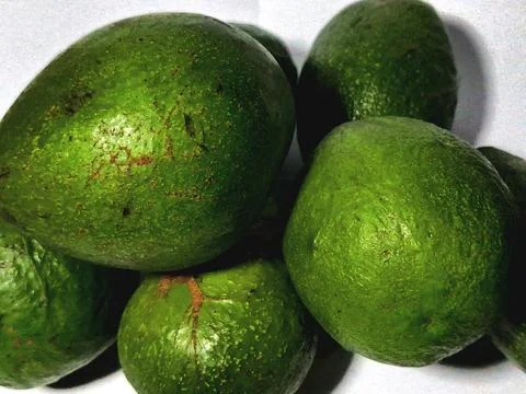 Avocado Stock Photos