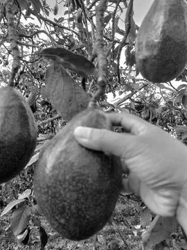 Avocado Stock Photos
