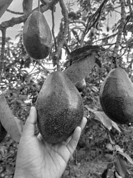 Avocado Stock Photos
