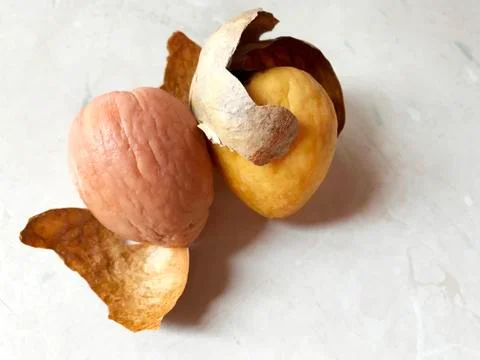 Avocado pit on the table. Stock Photos