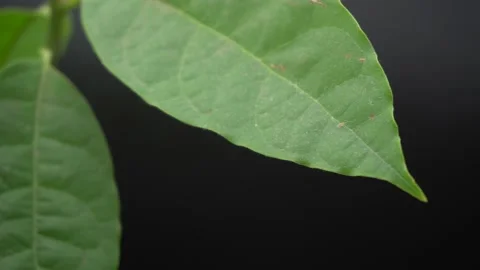 Avocado plant on black background Stock Footage 141787243