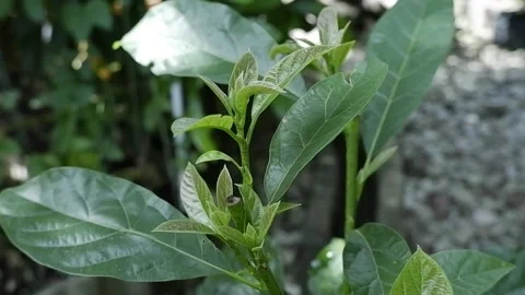 Avocado Plant Stock Footage 194210756