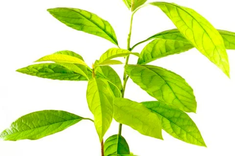 Avocado plant Stock Photos
