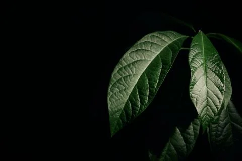 Avocado plant Stock Photos