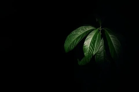 Avocado plant Stock Photos