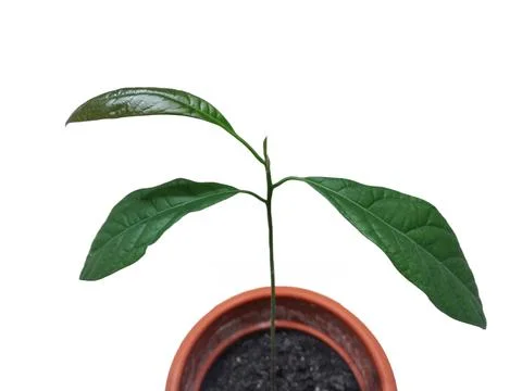 Avocado plant. Small avocado tree with leaves during growth Stock Photos