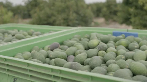 Avocado plantation cases of vegetables Stock-Footage 306595601
