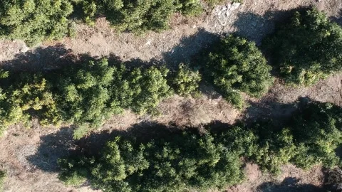 Avocado plantation Stock Footage 157360970